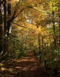 Fall Stroll